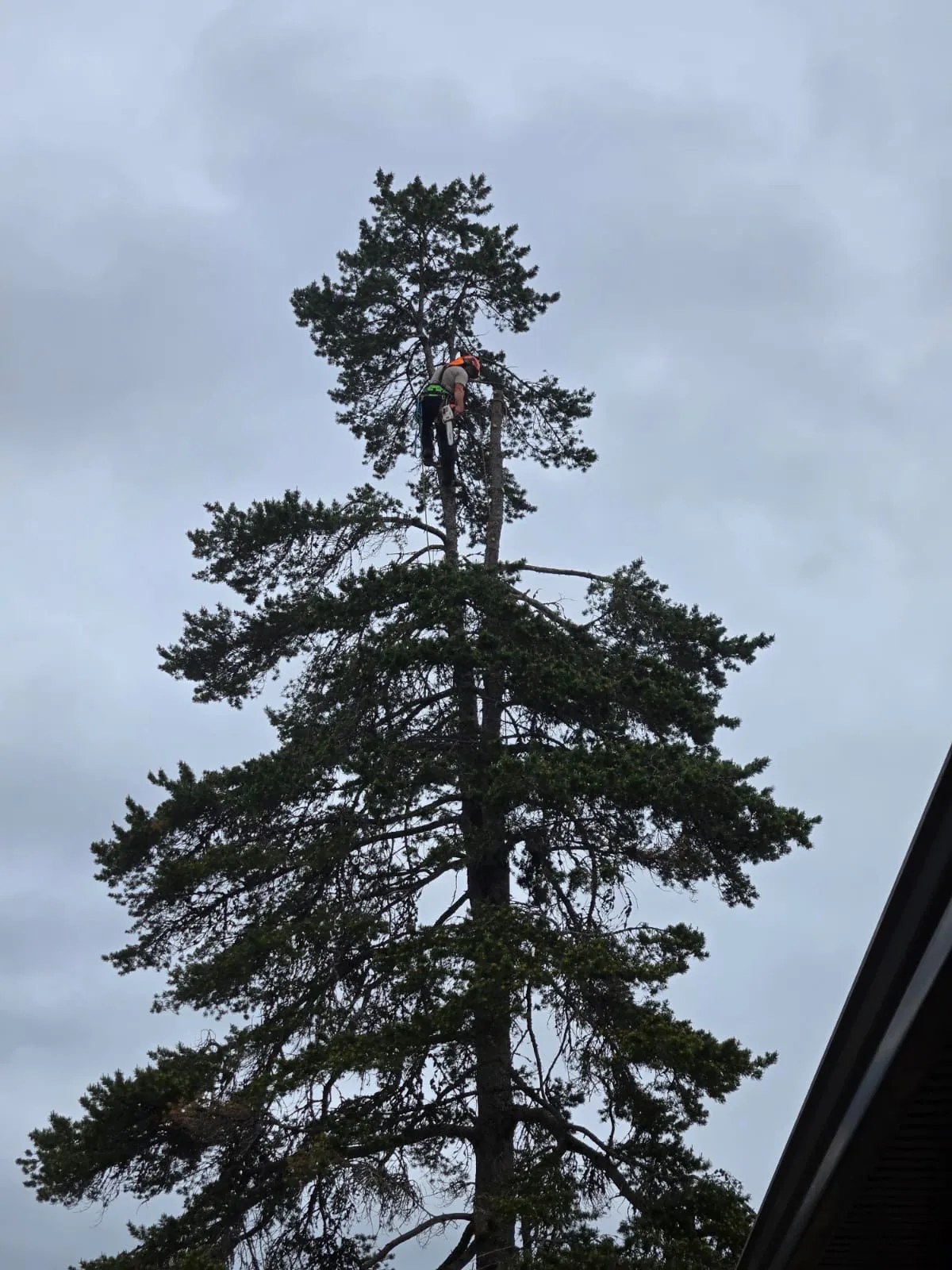 Certified arborist working high in a tree